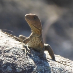 Intellagama lesueurii howittii (Gippsland Water Dragon) at Umbagong District Park - 26 Oct 2018 by Christine