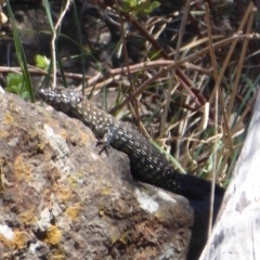 Egernia cunninghami (Cunningham's Skink) at Umbagong District Park - 26 Oct 2018 by Christine