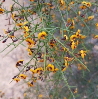 Daviesia ulicifolia subsp. ulicifolia (Gorse Bitter-pea) at Mogo State Forest - 27 Oct 2018 by Di