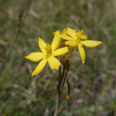 Bulbine bulbosa (Golden Lily) at Hall Cemetery - 27 Oct 2018 by ClubFED