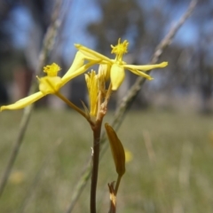 Bulbine bulbosa at Hall, ACT - 27 Oct 2018