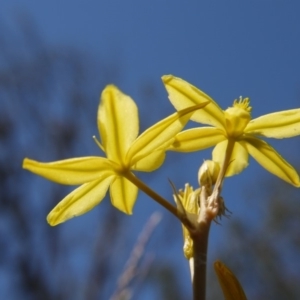 Bulbine bulbosa at Hall, ACT - 27 Oct 2018 11:30 AM