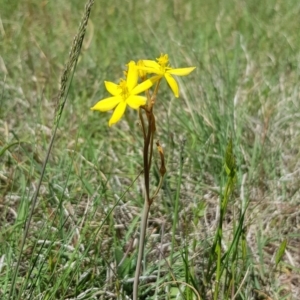 Bulbine bulbosa at Hall, ACT - 27 Oct 2018