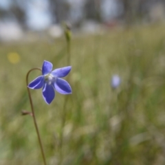Wahlenbergia sp. (Bluebell) at Hall, ACT - 27 Oct 2018 by ClubFED