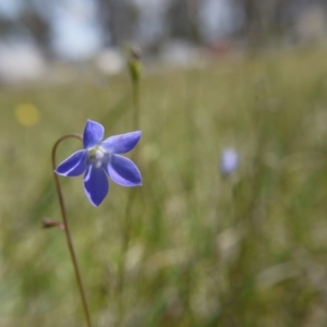 Wahlenbergia sp. at Hall, ACT - 27 Oct 2018