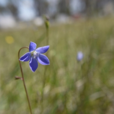 Wahlenbergia sp. (Bluebell) at Hall Cemetery - 27 Oct 2018 by ClubFED