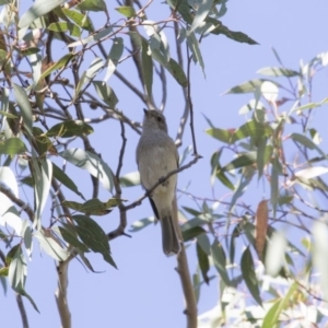 Pachycephala pectoralis at Hackett, ACT - 19 Oct 2018 08:23 AM