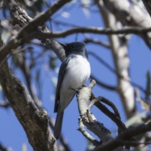 Myiagra rubecula at Hackett, ACT - 19 Oct 2018