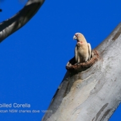 Cacatua tenuirostris (Long-billed Corella) at Yatteyattah Nature Reserve - 19 Oct 2018 by CharlesDove