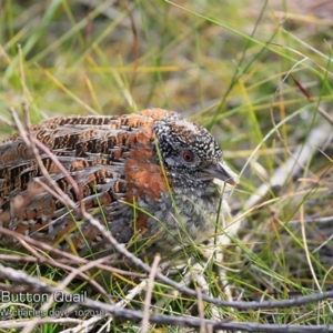 Turnix varius at Ulladulla Reserves Bushcare - 23 Oct 2018 12:00 AM