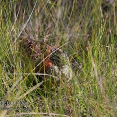 Turnix varius at Ulladulla Reserves Bushcare - 23 Oct 2018 12:00 AM