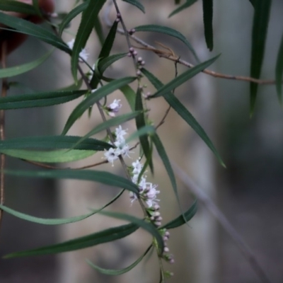 Unidentified at Corunna, NSW - 1 Oct 2018 by LocalFlowers