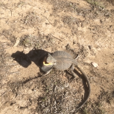 Pogona barbata (Eastern Bearded Dragon) at Deakin, ACT - 27 Oct 2018 by KL