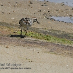 Calidris acuminata (Sharp-tailed Sandpiper) at Jervis Bay National Park - 17 Oct 2018 by Charles Dove