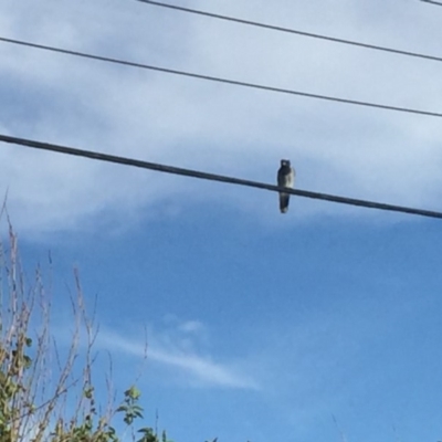 Coracina novaehollandiae (Black-faced Cuckooshrike) at Ainslie, ACT - 27 Oct 2018 by juddernaut