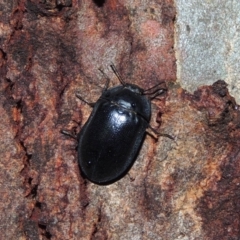 Pterohelaeus striatopunctatus (Darkling beetle) at Conder, ACT - 3 Oct 2018 by michaelb