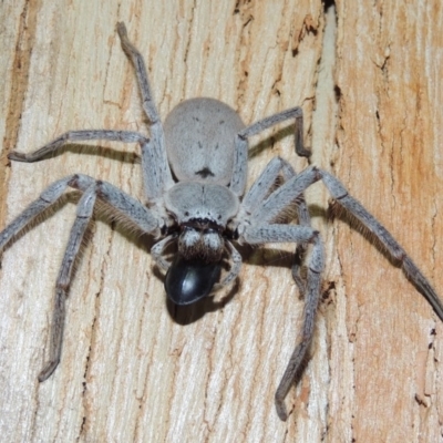 Isopeda sp. (genus) (Huntsman Spider) at Conder, ACT - 3 Oct 2018 by michaelb