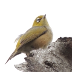 Zosterops lateralis (Silvereye) at Tennent, ACT - 16 Oct 2018 by MichaelBedingfield