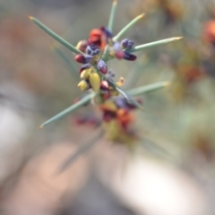 Daviesia genistifolia (Broom Bitter Pea) at Wamboin, NSW - 30 Sep 2018 by natureguy