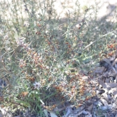 Daviesia genistifolia at Wamboin, NSW - 30 Sep 2018