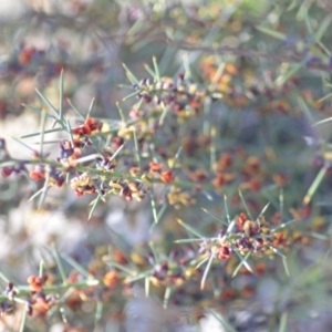 Daviesia genistifolia at Wamboin, NSW - 30 Sep 2018 01:17 PM