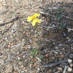 Goodenia pinnatifida at Griffith, ACT - 28 Oct 2018 12:00 AM