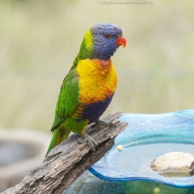 Trichoglossus moluccanus (Rainbow Lorikeet) at Bald Hills, NSW - 26 Oct 2018 by JulesPhotographer