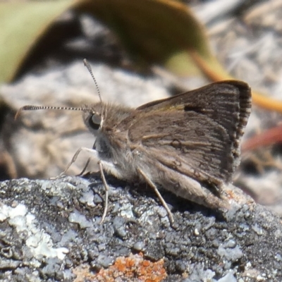 Trapezites phigalia (Heath Ochre) at Theodore, ACT - 28 Oct 2018 by Owen