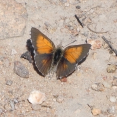 Lucia limbaria (Chequered Copper) at Theodore, ACT - 25 Oct 2018 by Owen