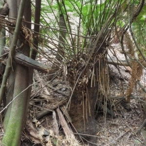 Dicksonia antarctica at Coree, ACT - suppressed