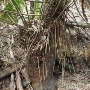 Dicksonia antarctica at Coree, ACT - suppressed