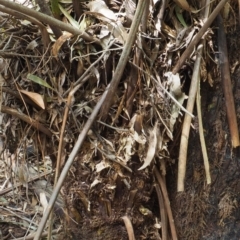 Dicksonia antarctica at Coree, ACT - suppressed