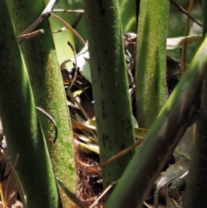 Dicksonia antarctica at Coree, ACT - suppressed