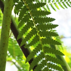 Dicksonia antarctica at Coree, ACT - suppressed