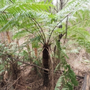 Cyathea australis subsp. australis at Uriarra Village, ACT - suppressed