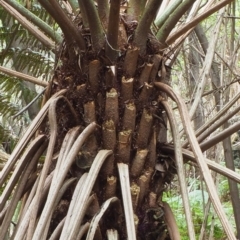 Cyathea australis subsp. australis at Uriarra Village, ACT - 25 Oct 2018