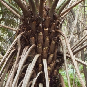 Cyathea australis subsp. australis at Uriarra Village, ACT - suppressed