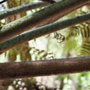 Cyathea australis subsp. australis at Uriarra Village, ACT - 25 Oct 2018