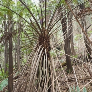 Cyathea australis subsp. australis at Uriarra Village, ACT - 25 Oct 2018