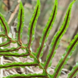 Blechnum cartilagineum at Uriarra Village, ACT - suppressed