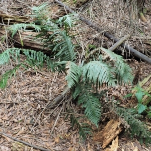 Blechnum cartilagineum at Uriarra Village, ACT - suppressed