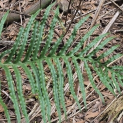 Blechnum cartilagineum at Uriarra Village, ACT - suppressed