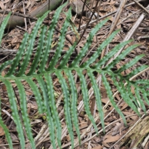 Blechnum cartilagineum at Uriarra Village, ACT - suppressed