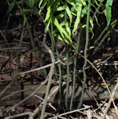 Blechnum cartilagineum at Uriarra Village, ACT - suppressed