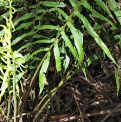 Blechnum cartilagineum at Uriarra Village, ACT - suppressed