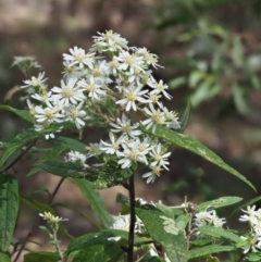 Olearia lirata (Snowy Daisybush) at Uriarra, NSW - 25 Oct 2018 by KenT