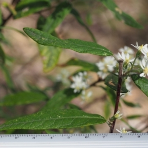 Olearia lirata at Uriarra, NSW - 25 Oct 2018