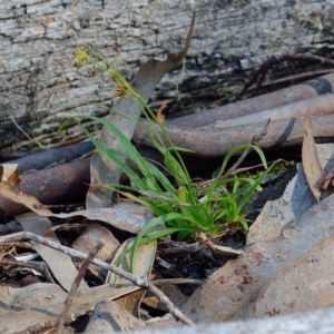 Luzula flaccida at Bolaro, NSW - 25 Oct 2018 10:57 AM