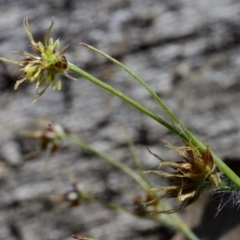 Luzula flaccida at Bolaro, NSW - 25 Oct 2018 10:57 AM