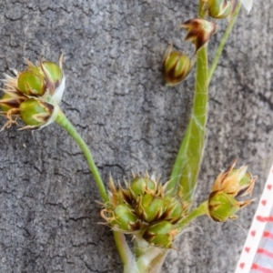 Luzula flaccida at Bolaro, NSW - 25 Oct 2018 10:57 AM